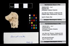 Foto (Objekt + Etikett) von Goniodromites sp.  (NHMW-GEO-1990-0041-4814)